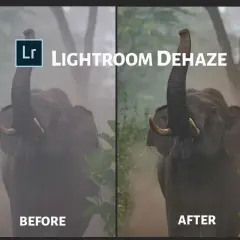 Słoń z podniesioną trąbą, po lewej "przed" z mgłą, po prawej "po" dzięki funkcji dehaze lightroom.