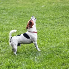 Petit chien blanc et noir aboie sur l'herbe verte. Il ressemble à un modèle de lettre type plainte chien.