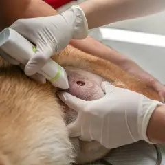 Veterinario examinando un absceso en un perro. Las fotos de abscesos en perros son importantes para el diagnóstico.