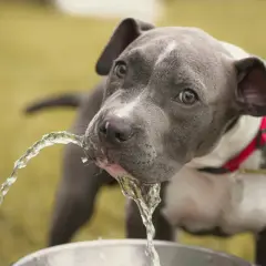 A grey pit bull puppy drinks from a fountain, its thirst a reminder of the challenges of diabetes insipidus in dogs.