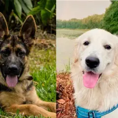 Labrador czy owczarek niemiecki: który pies lepiej pasuje do Ciebie?