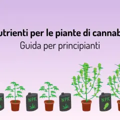 Guida ai nutrienti per piante di cannabis: il significato di NPK per la crescita.