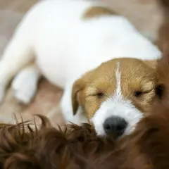 Śpiący szczeniak Jack Russell Terrier wtulony w brązowe futro. Idealny przykład, jak wyciszyć szczeniaka – w ramionach mamy.