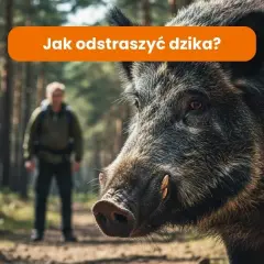 Jak odstraszyć dziki z działki? Skuteczne metody i porady eksperta