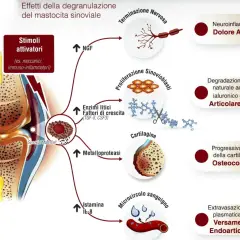 Il mastocita sinoviale, stimolato, rilascia mediatori che causano neuroinfiammazione, degradazione cartilaginea e dolore articolare. L'effetto del pea è da valutare in base alla patologia.