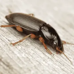 Un ammazzasomari nero, con zampe arancioni, si muove su una superficie di legno grezzo.