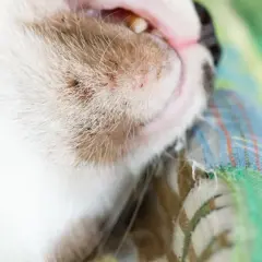 Gros plan sur le museau d'un chat blanc et roux, montrant des points noirs et rouges, signes d'acné du chat.