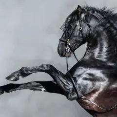 Cavallo nero impennato, criniera al vento. Potrebbe essere uno dei cavalli di una macchina, simbolo di potenza e velocità.