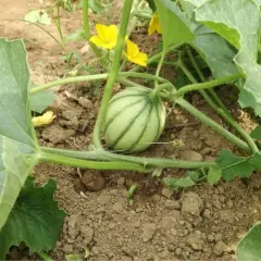Piccolo melone striato su un terreno fertile, con fiori gialli e foglie verdi. Il potassio per meloni è essenziale per la sua crescita.