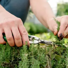 Hände mit einer Gartenschere schneiden frische Kräuter. Der Duft von Thymian ernten liegt in der Luft.