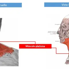 Todo sobre el músculo cutáneo del cuello: anatomía y estética