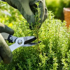 Mains gantées coupant des tiges de thym pour le **planter**. Un panier en osier est visible en arrière-plan.