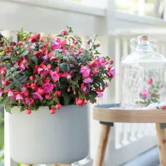 Ein üppiger **Fuchsien-Standort** auf einer Veranda. Eine graue Pflanzschale quillt über mit pink-roten Blüten. Daneben ein Tisch mit Glasglocke und kleiner Fuchsien-Deko.
