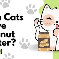 A cute cat asks "Can cats have peanut butter?" next to a jar of peanut butter.