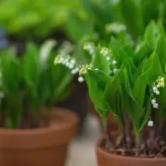 Des clochettes blanches délicates sur des tiges vertes, prêtes à être plantées. Le muguet annonce le printemps.