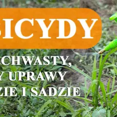 Jak skutecznie zwalczyć kostrzewę chwast i ochronić plony zbóż