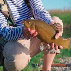 Un pêcheur tient une belle tanche de Mongolie, ses écailles dorées brillant au soleil.