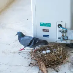 Gołąb przy gnieździe z jajkami na balkonie, obok jednostki klimatyzacyjnej. Jak pozbyć się gołębi z balkonu?