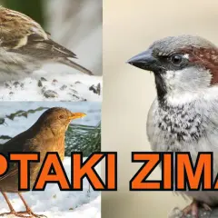 Ptaki które odlatują na zimę film edukacyjny - poznaj ich tajemnice