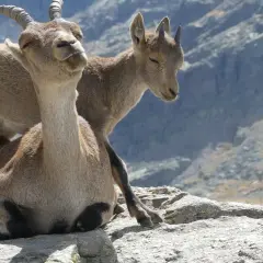 Dos cabras montesas descansan en las rocas, una con los ojos cerrados y la otra mirando hacia abajo.