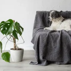 Pies leży na kanapie obok monstery. Czy monstera jest trująca dla psa? Ta roślina może być niebezpieczna dla zwierząt domowych.