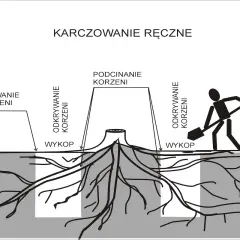 Ilustracja pokazuje ręczne usuwanie korzeni drzew. Widoczne są etapy: odkrywanie korzeni, podcinanie korzeni i wykopy.