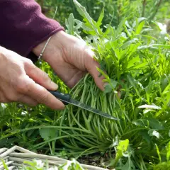 Hände ernten frischen Rucola mit einem Messer. Ein Korb liegt bereit für die Ernte.