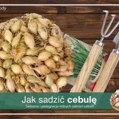 Siatka pełna cebulek dymek, gotowych do sadzenia. Obok mała łopatka i grabki.