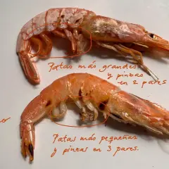 Dos gambones, un marisco con patas más grandes y pinzas en 2 pares, y un langostino con patas más pequeñas y pinzas en 3 pares.