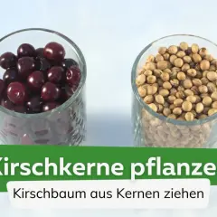 Zwei Gläser: eins mit Kirschen, eins mit Kirschkernen. So kann man einen Kirschbaum aus Kernen ziehen.