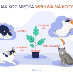Kocimiętka co to? Ilustracja pokazuje, jak kocimiętka wpływa na koty: lizanie, ślinienie, turlanie się i pobudliwość.