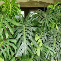 Un groviglio di foglie verdi di monstera, alcune con buchi caratteristici, crea un angolo lussureggiante. Una piccola monstera, ancora in crescita, si fa strada tra le sorelle più grandi.