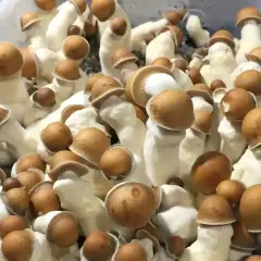 Grupka grzybów psylocybinowych z brązowymi kapeluszami i białymi trzonkami w plastikowym pojemniku.