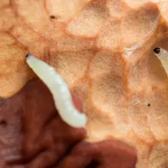 Två små, vita larver med mörka huvuden på en orangebrun yta. Deras utseende är ett exempel på hur mimikry betyder överlevnad.