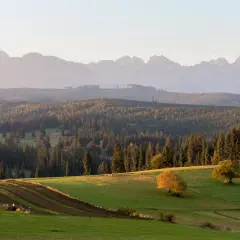 Malowniczy punkt widokowy na Tatry. Zielone wzgórza, lasy i pasące się zwierzęta tworzą sielski krajobraz.