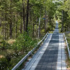 En träspång leder genom en lummig skog med tallar och björkar. Komosse naturreservat bjuder på en vacker promenad bland gräs och små vita blommor.