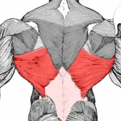 Rückenansicht mit hervorgehobenem Latissimus dorsi. Die roten Bereiche zeigen die breiten Rückenmuskeln, die für eine V-Form des Rückens wichtig sind.