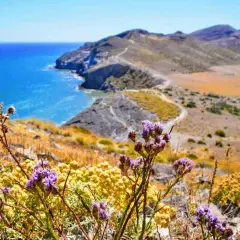 Flores moradas y amarillas en primer plano, con el mar azul y las colinas del morrón de los genoveses al fondo.