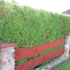 Gęsty, zielony żywopłot z ligustru tworzy naturalną barierę za czerwoną, drewnianą płotem z kamiennymi słupkami.