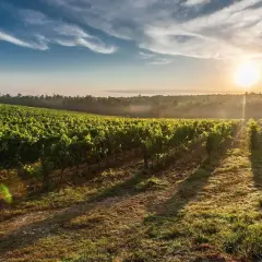 Morgendlicher Sonnenschein beleuchtet eine weitläufige Weinrebenlandschaft. Der **terroir wein** spiegelt die einzigartige Bodenbeschaffenheit und das Klima wider.