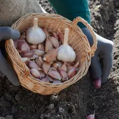 Ręce w rękawiczkach trzymają koszyk z główkami i ząbkami czosnku, gotowe do sadzenia. Wiosna to idealny czas, kiedy sadzić czosnek.