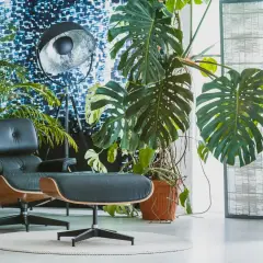 Duża, zielona monstera w pomarańczowej doniczce, idealna do nowoczesnego salonu. Obok fotel i lampa.