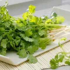 Frischer Koriander mit Wurzeln auf einem weißen Teller. Ideal für die Verwendung in der asiatischen Küche, Salsas oder als Garnitur.
