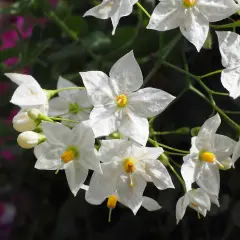 Fiori bianchi a stella con centro giallo, simili a un gelsomino da interno, su uno sfondo scuro e sfocato con tocchi di rosa.