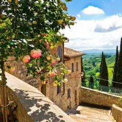 Vacker rosenträd med rosa blommor framför ett stenhus i Toscana. Perfekt för en resa till Toscana tips.
