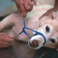 Pies ugryziony przez ose leży na stole, weterynarz zakłada mu kaganiec.