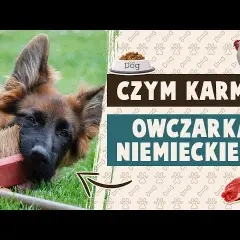 Czym karmić szczeniaki owczarka niemieckiego, aby uniknąć problemów zdrowotnych