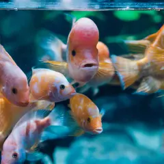 Ceny biletów do oceanarium w Gdyni – poznaj dostępne opcje i zniżki