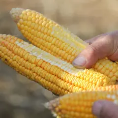 Mains tenant des épis de maïs prêts pour l'ensilage. Le maïs est jaune vif, avec des grains serrés.