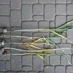 Cztery główki czosnku zimowego z korzeniami i łodygami leżą na bruku.
